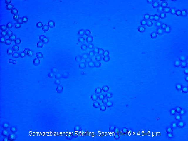 Sporen Schwarzblauender Röhrling